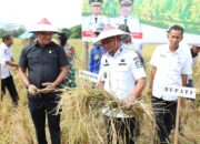 Bupati Bone Panen Perdana Padi di Lamuru, Dorong Produktivitas Pertanian