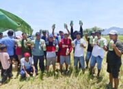 Petani Luwu Teguhkan Komitmen Tanam Serempak Lewat Tudang Sipulung