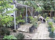 Mahasiswa UMS Rappang Gelar Aksi Bersih-Bersih di Greenhouse Tapoji