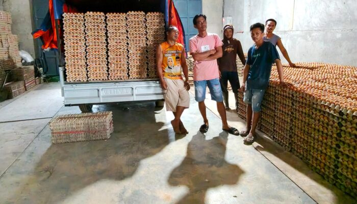 QRIS Masuk Sawah dan Kandang, Petani Sidrap Kini Bisa Transaksi Nontunai