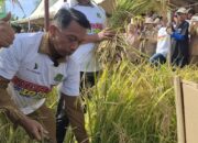 Panen Perdana IP300 Desa Takkalasi Disambut Antusias Petani