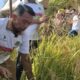 Panen Perdana IP300 Desa Takkalasi Disambut Antusias Petani