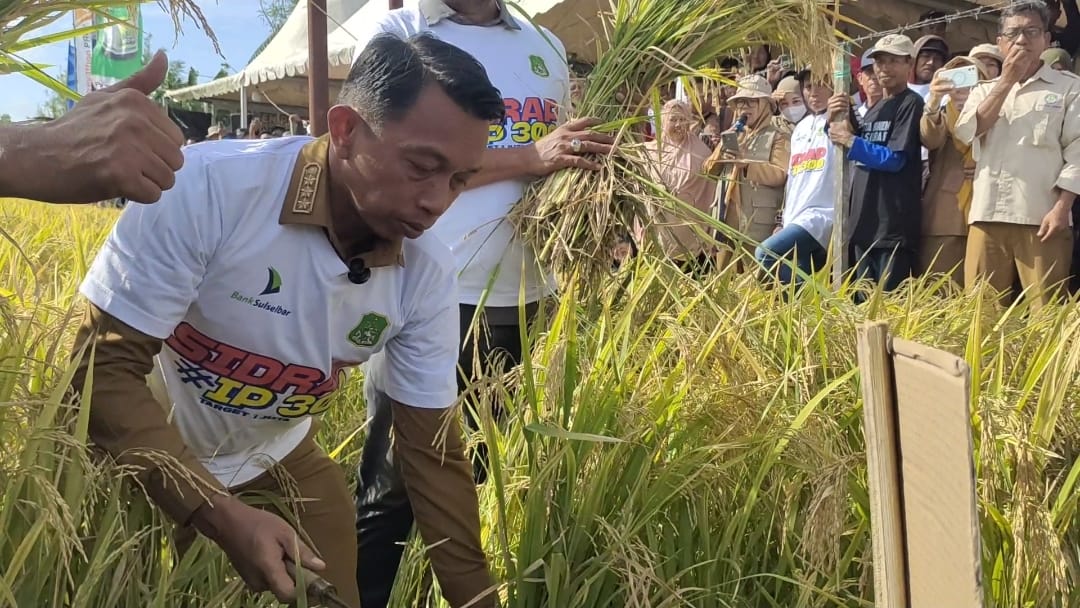 Panen Perdana IP300 Desa Takkalasi Disambut Antusias Petani