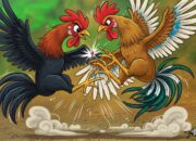 Sabung Ayam Marak di Luwu, Kapolsek Bua : Saya Sempat Dengar