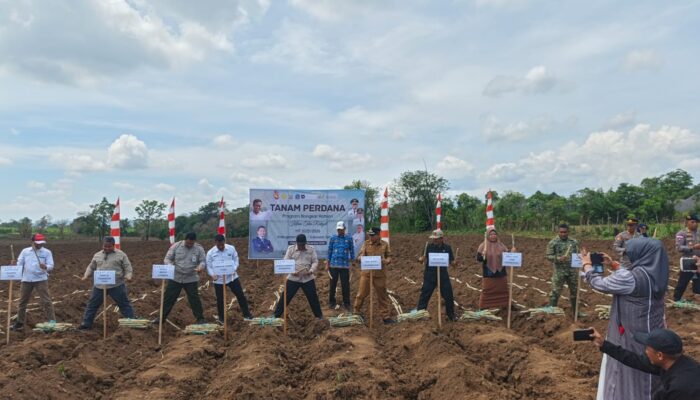 Wabup Bone Dampingi Dirjen Perkebunan Tanam Perdana Bongkar Ratoon Tebu, Bone Dapat Jatah 400 Ha