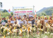 Bupati Andi Asman Sulaiman Pimpin Panen Raya Jagung di Bontocani