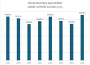 Produksi Padi Sidrap Naik 108 Ribu Ton, Masuk Tiga Besar Sulsel