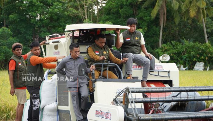 Bupati Sidrap Turun ke Sawah, Operasikan Combine Harvester saat Panen Raya IP 300
