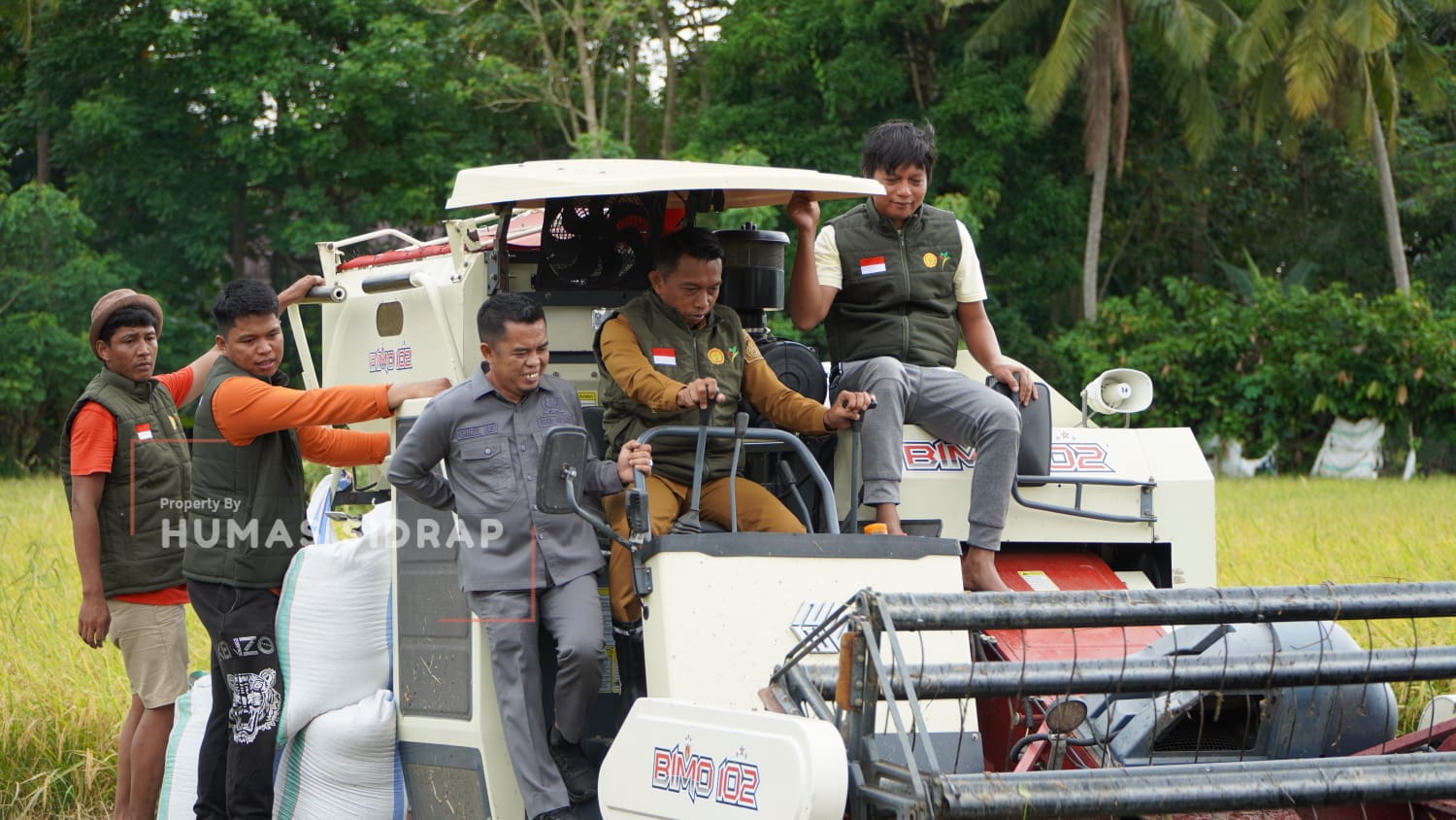 Bupati Sidrap Turun ke Sawah, Operasikan Combine Harvester saat Panen Raya IP 300