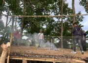 Polres Luwu Bongkar Arena Judi Sabung Ayam di Bua dan Walenrang, Polisi Gagal Tangkap Pelaku