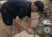 Tutup Tahun 2025, Mahasiswa UMS Rappang Panen Raya Ikan Nila di Kampus