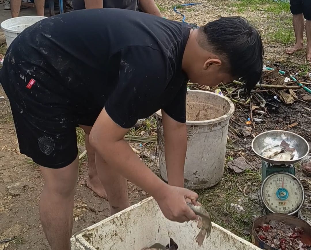 Tutup Tahun 2025, Mahasiswa UMS Rappang Panen Raya Ikan Nila di Kampus