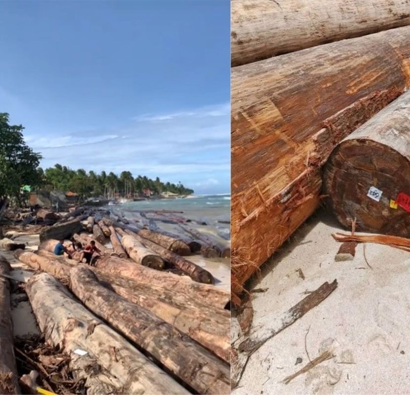 Kayu Terdampar di Lampung Ternyata Punya Stiker Kemenhut