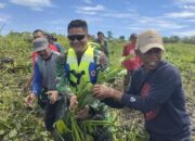 Dandim 1420 Sidrap Pimpin Karya Bakti Bersihkan Eceng Gondok di Danau Sidenreng