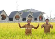 Panen Padi Awal Tahun, Sidrap Terus Jaga Produktivitas Pertanian