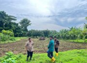 Manfaatkan Lahan Kosong, Lapas Palopo Sukses Budidayakan Sayuran Segar