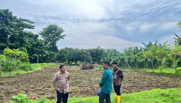 Manfaatkan Lahan Kosong, Lapas Palopo Sukses Budidayakan Sayuran Segar
