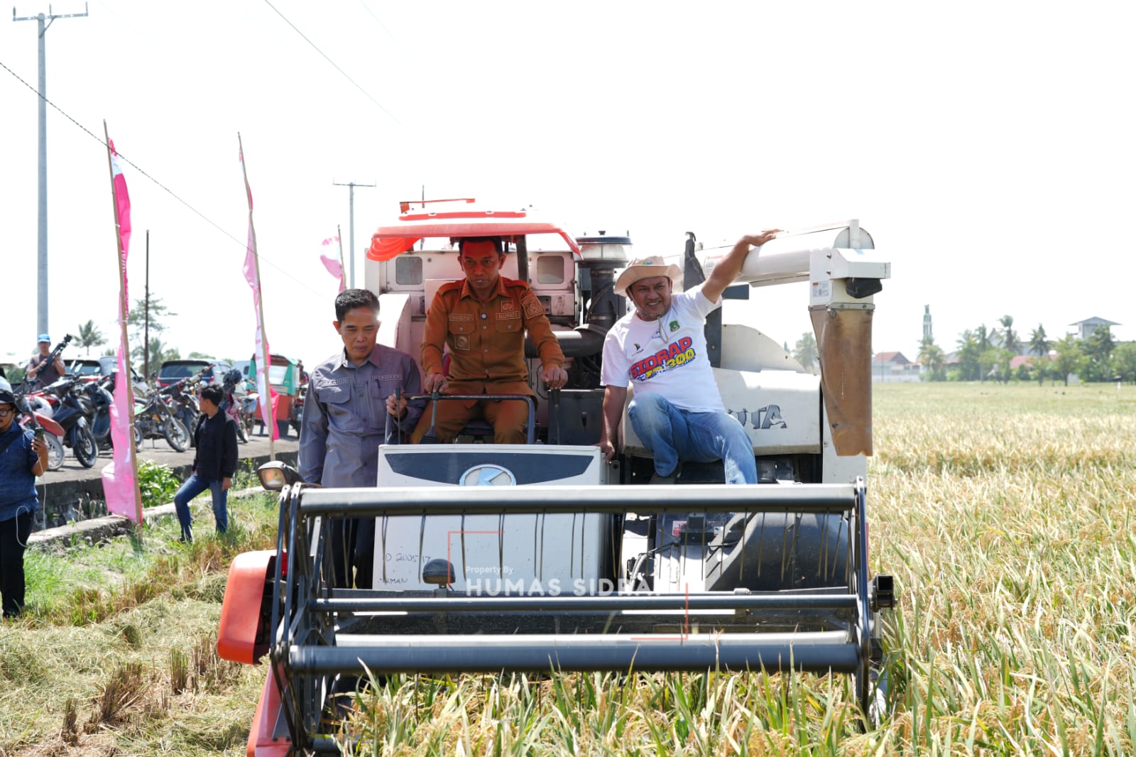 Puasa Tak Surutkan Semangat, Bupati Syaharuddin Pimpin Panen Raya Padi di Sidrap