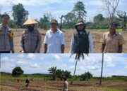 Dukung Ketahanan Pangan Nasional, Polsek Lamasi Pantau Penanaman Jagung di Pompengan