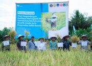 Demplot Padi PT Vale di Kolaka Berbuah Hasil, Panen Organik Capai 6,9 Ton
