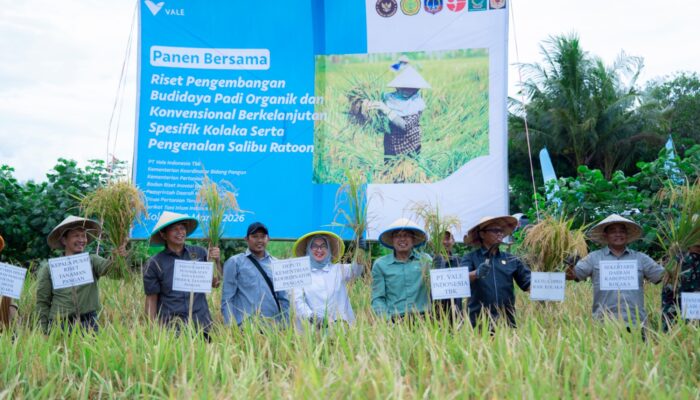Demplot Padi PT Vale di Kolaka Berbuah Hasil, Panen Organik Capai 6,9 Ton