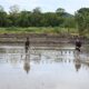 Pemkab Sidrap Sukseskan Program Percepatan Tanam di Lokasi Cetak Sawah Rakyat