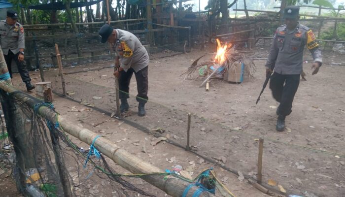 Sehari, Polres Luwu Bongkar Dua Lokasi Sabung Ayam di Lamasi dan Bupon