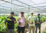 Pemkab Luwu Beri Dukungan Penuh untuk Pengembangan Bibit Unggul Perkebunan Warga