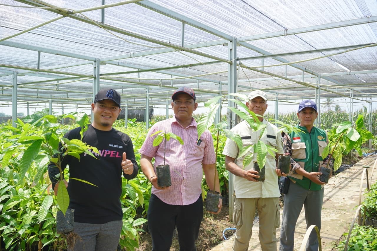 Pemkab Luwu Beri Dukungan Penuh untuk Pengembangan Bibit Unggul Perkebunan Warga
