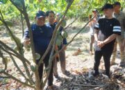 Kebun Kakao Padang Kamburi Jadi Sumber Benih, Patahudding Ajak Daerah Lain Beli Bibit di Luwu