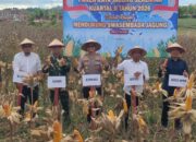 Panen Raya Jagung Serentak, Simbol Kuat Kolaborasi Wujudkan Mandiri Pangan