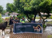 PT Masmindo Salurkan 34 Sapi Kurban, Libatkan Peternak dan Koperasi Lokal