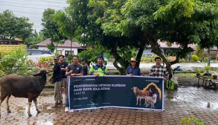 PT Masmindo Salurkan 34 Sapi Kurban, Libatkan Peternak dan Koperasi Lokal