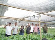 Kembalikan Kejayaan Kakao, Bupati Luwu Tinjau Pembibitan 8 Juta Batang