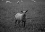 Qurban Setiap Tahun atau Sekali Seumur Hidup? Ini Penjelasan Lengkapnya