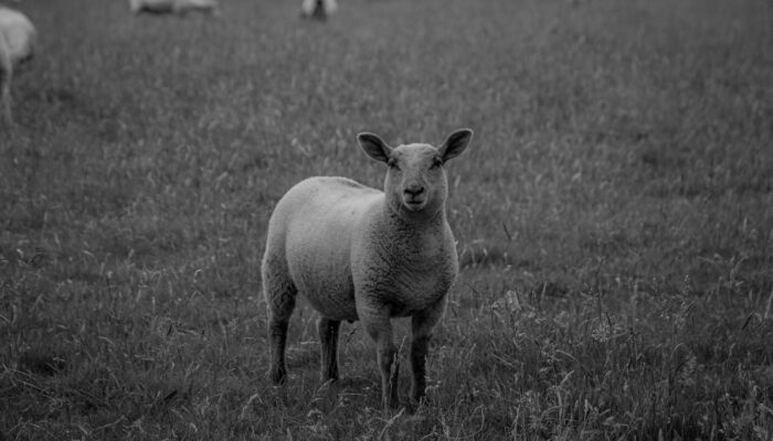 Qurban Setiap Tahun atau Sekali Seumur Hidup? Ini Penjelasan Lengkapnya