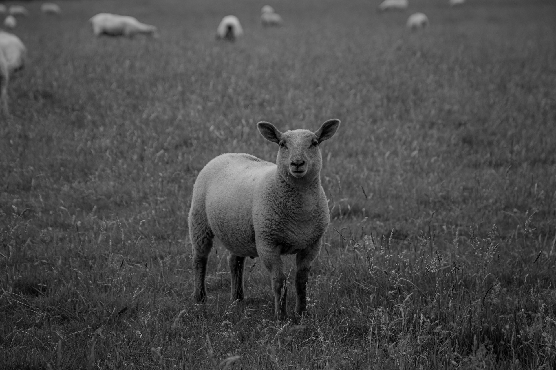 Qurban Setiap Tahun atau Sekali Seumur Hidup? Ini Penjelasan Lengkapnya