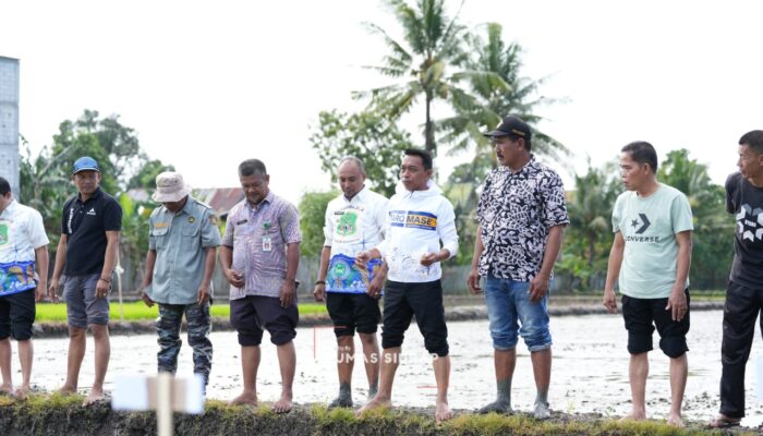 Bupati Sidrap Turun ke Sawah Canangkan Tanam Padi Organik