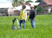 Bupati Sidrap Susuri Irigasi Kulo Percepat Penanganan Kekeringan