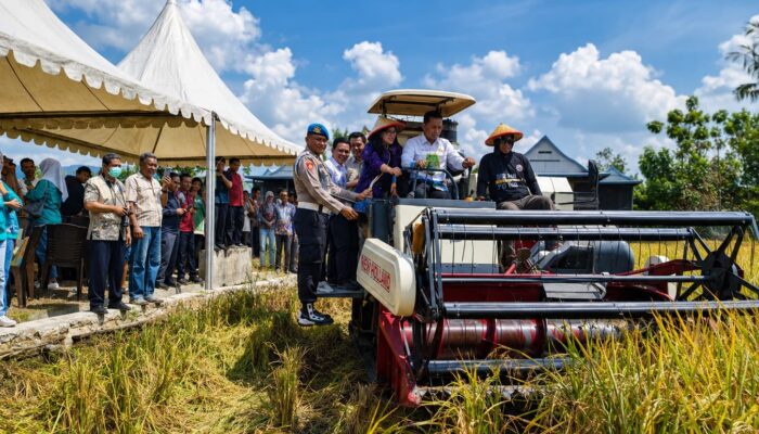 Panen Raya di Corawali Bappenas Siapkan Sidrap Jadi Percontohan Pertanian Indonesia Timur