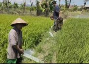 51 Ribu Hektare Sawah di Sidrap Terancam Gagal Panen Akibat Kemarau Panjang