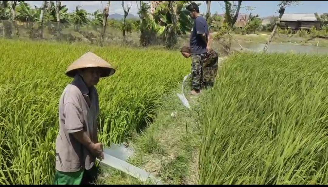 51 Ribu Hektare Sawah di Sidrap Terancam Gagal Panen Akibat Kemarau Panjang