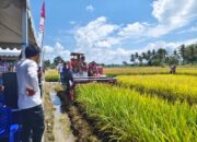 Panen Perdana Program IP 300, Bupati Sidrap Yakin Pendapatan Petani Capai Rp80 Miliar