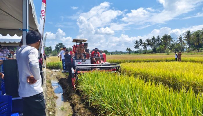 Panen Perdana Program IP 300, Bupati Sidrap Yakin Pendapatan Petani Capai Rp80 Miliar