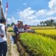 Panen Perdana Program IP 300, Bupati Sidrap Yakin Pendapatan Petani Capai Rp80 Miliar