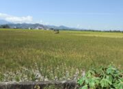 Darurat El Nino di Pinrang, Ribuan Hektare Sawah Terancam, Kerugian Capai Rp7,4 Miliar