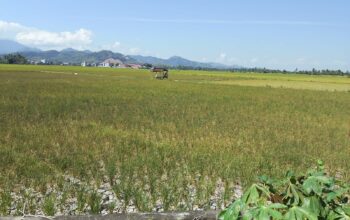 Darurat El Nino di Pinrang, Ribuan Hektare Sawah Terancam, Kerugian Capai Rp7,4 Miliar Darurat El Nino di Pinrang, Ribuan Hektare Sawah Terancam, Kerugian Capai Rp7,4 Miliar
