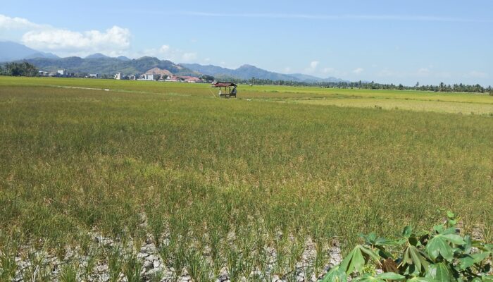 Darurat El Nino di Pinrang, Ribuan Hektare Sawah Terancam, Kerugian Capai Rp7,4 Miliar