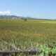 Darurat El Nino di Pinrang, Ribuan Hektare Sawah Terancam, Kerugian Capai Rp7,4 Miliar