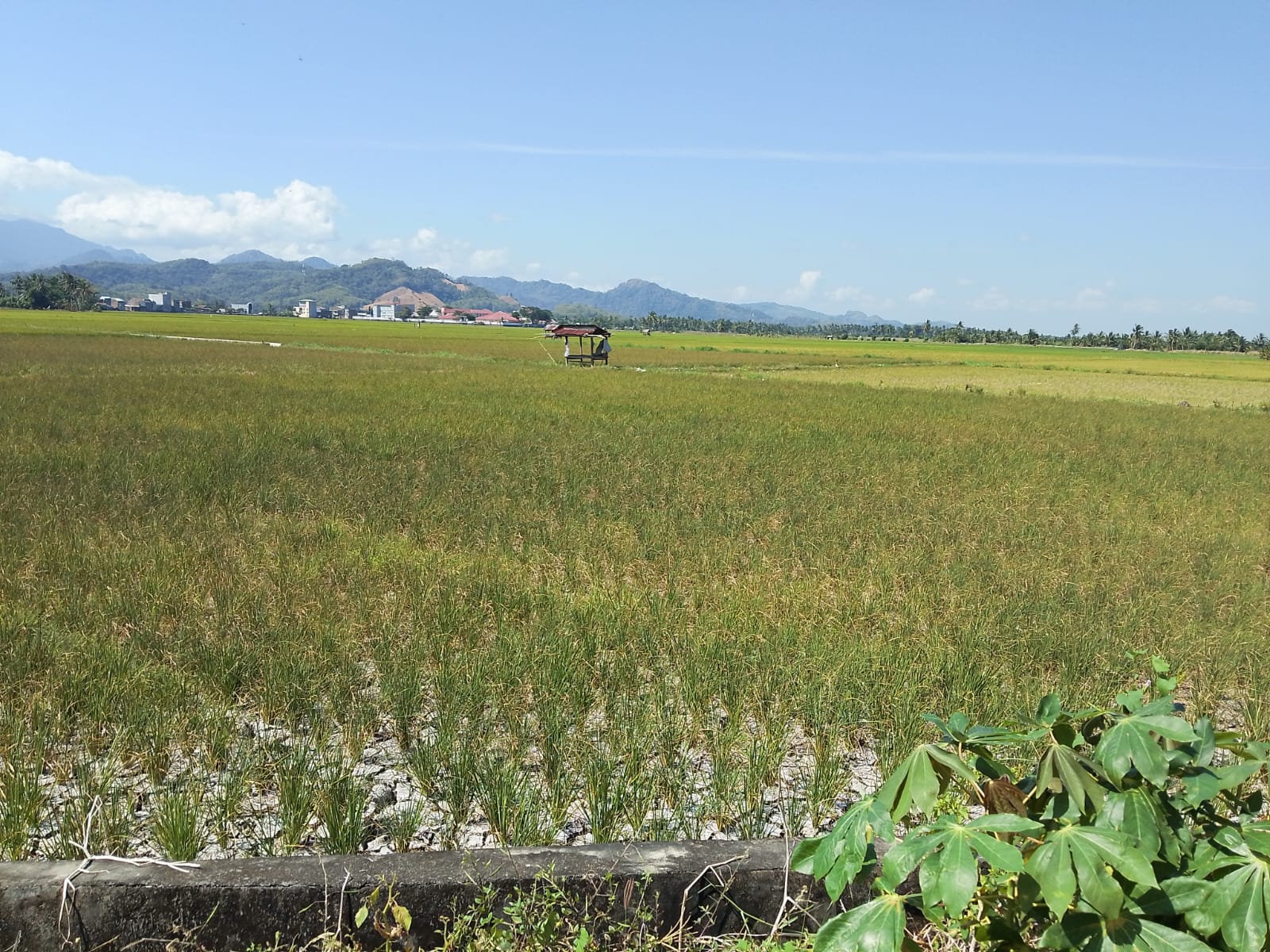 Darurat El Nino di Pinrang, Ribuan Hektare Sawah Terancam, Kerugian Capai Rp7,4 Miliar